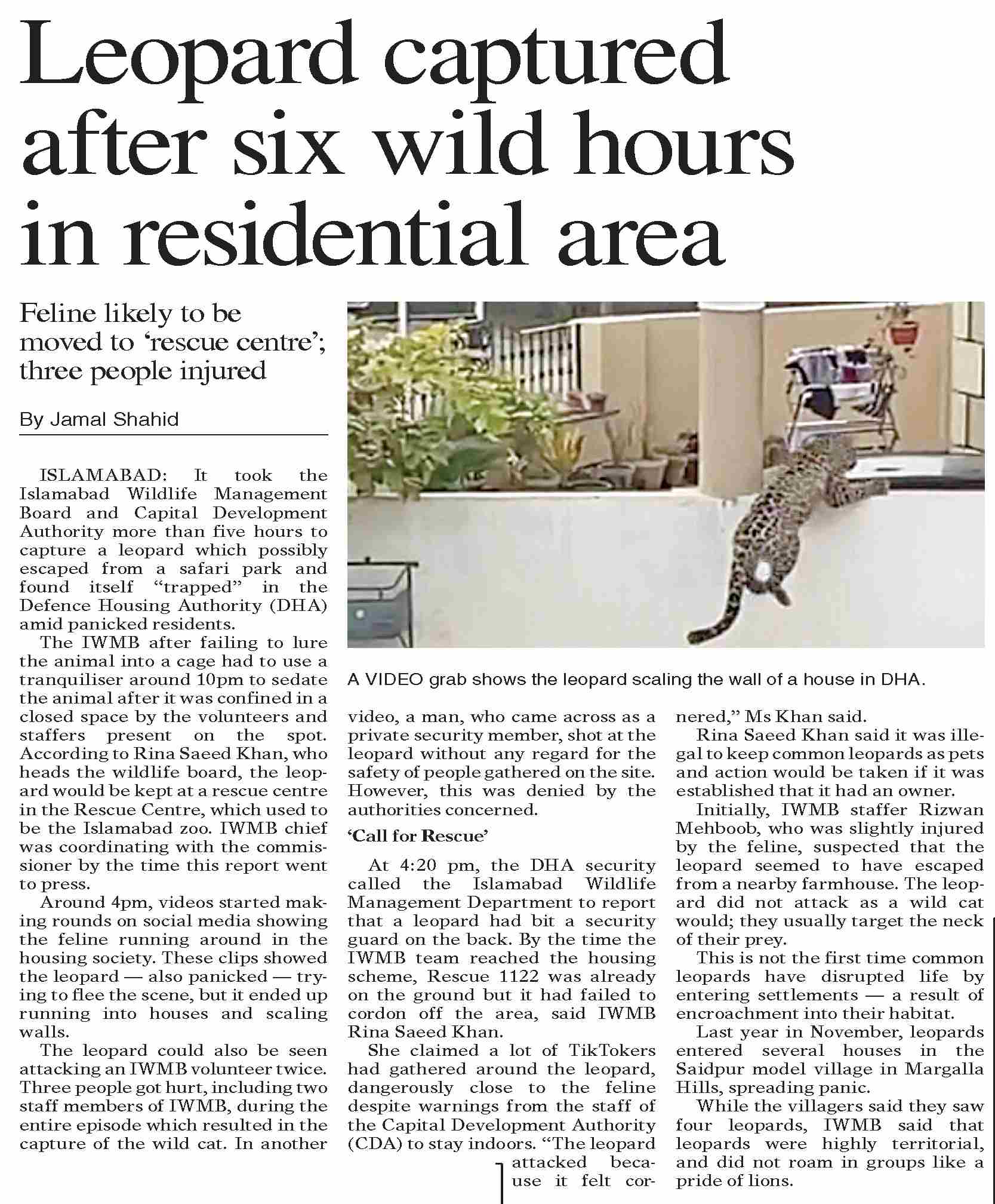 Dawn epaper feb 17 2023 leopard captured after six wild hours in