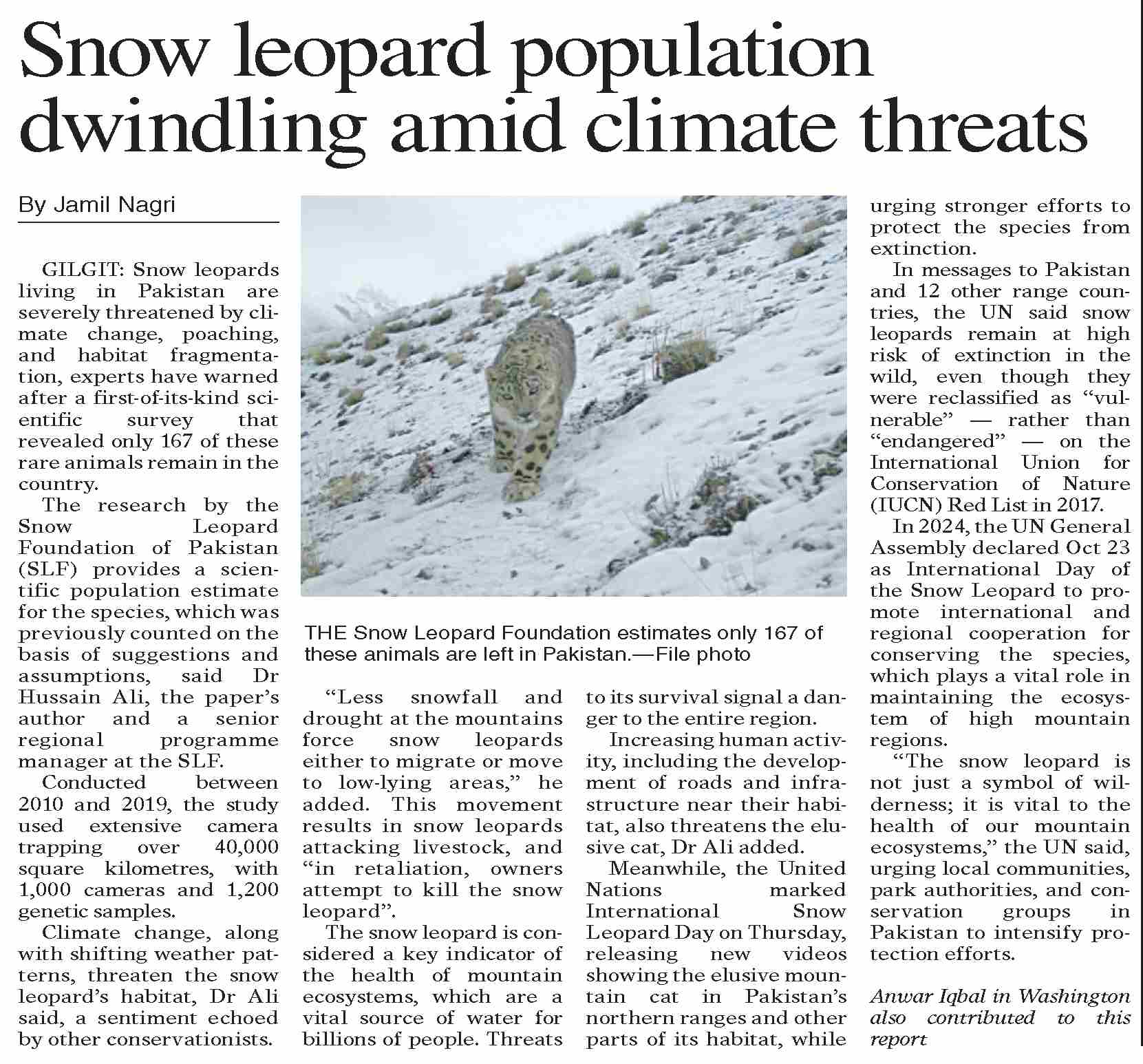 Dawn ePaper Oct 24 2025 Snow Leopard Population Dwindling Amid dawn-epaper-oct-24-2025-snow-leopard-population-dwindling-amid